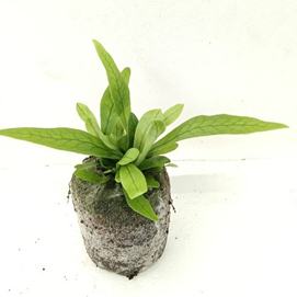 Microsorum musifolium (Crocodyllus)