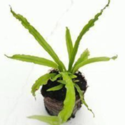 Asplenium Antiquum Victor