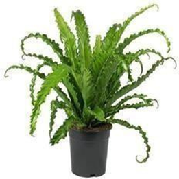 Asplenium Antiquum Victor