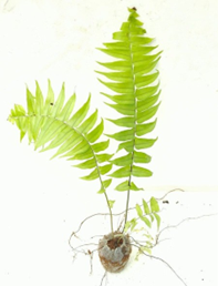 Macho fern