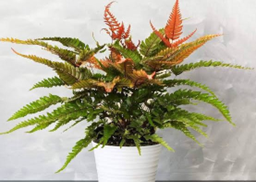 Tricolour fern