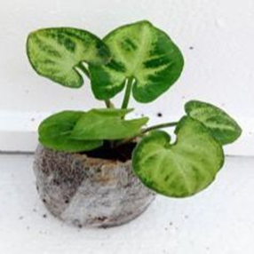 Syngonium
White
butterfly