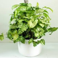 Syngonium
White
butterfly