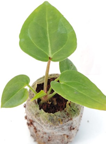 Anthurium Papilliaminum