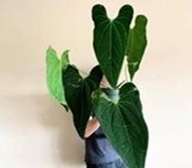 Anthurium Papilliaminum