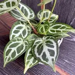 Anthurium silver blush