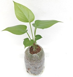 Anthurium watermaliense