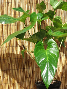 Anthurium watermaliense