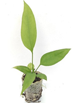 Anthurium Vittarifolium