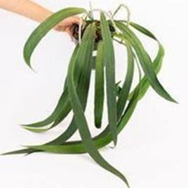 Anthurium Vittarifolium