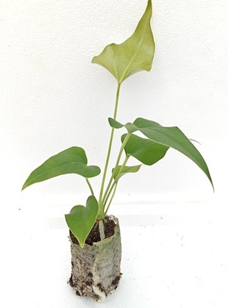 Anthurium Browniee