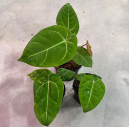 Anthurium hybrid (king of spades * Magnificu m)