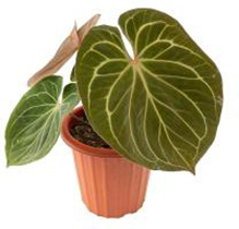 Anthurium hybrid (king of spades * Magnificu m)