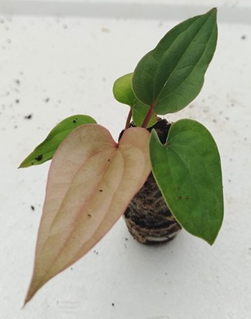 Anthurium luxurians Hybrid