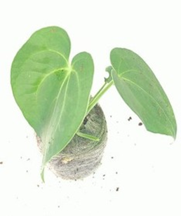 Anthurium ace of spades