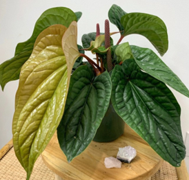 Anthurium luxurians Hybrid