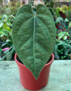 Anthurium ace of spades