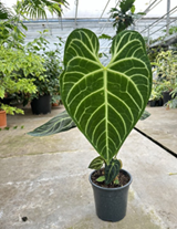 Anthurium regale