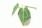 Anthurium regale