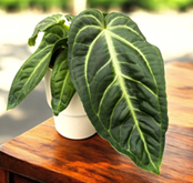 Anthurium villenaorum