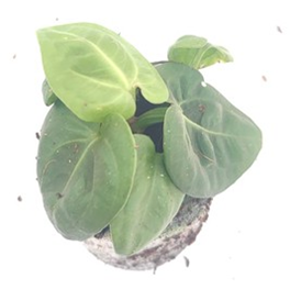 Anthurium villenaorum