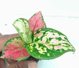 Aglaonema beauty