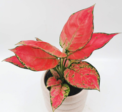 Aglaonema beauty