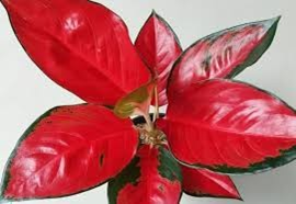 Aglaonema thai Red