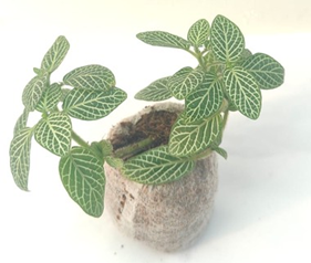 Fittonia Green / nerve plant