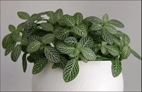 Fittonia Green / nerve plant