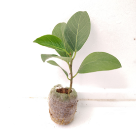 Ficus bengalensis