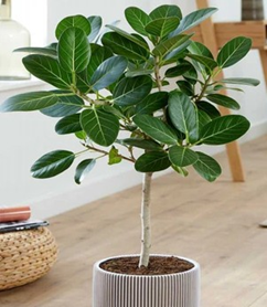 Ficus bengalensis