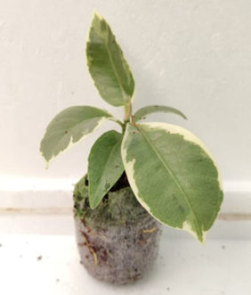 Ficus tineke / rubber plant variegated