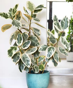 Ficus tineke / rubber plant variegated
