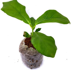 Ficus lyrata / fiddle leaf fig