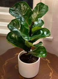 Ficus lyrata / fiddle leaf fig