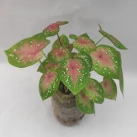 Caladium Bud Bi Colour