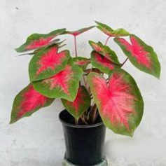 Caladium Bud Bi Colour