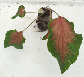 Caladium Red Ruffle (Heart of Jesus)