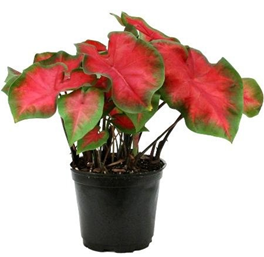 Caladium Red Ruffle (Heart of Jesus)