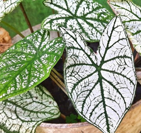 Caladium Dew