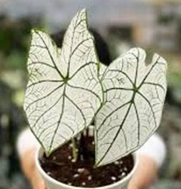 Caladium white