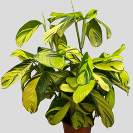 Calathea golden mosaic