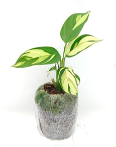 Calathea golden mosaic