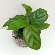 Calathea freddie mirabilis