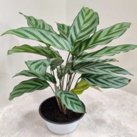 Calathea freddie mirabilis