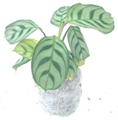 Calathea zebrina