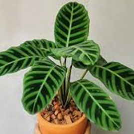 Calathea zebrina