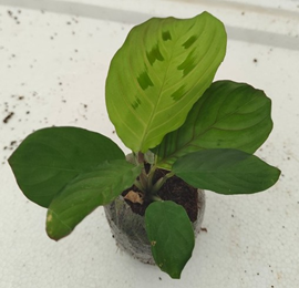 Calathea maranta red