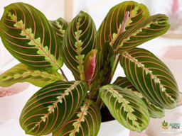 Calathea maranta red